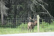 12 - Bow Lake  - IMG_0869